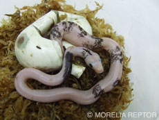 2007 HATCHING RESURT