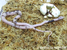 2007 HATCHING RESURT