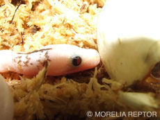 2007 HATCHING RESURT