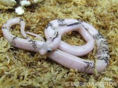 2007 HATCHING RESURT