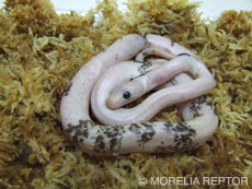 2007 HATCHING RESURT