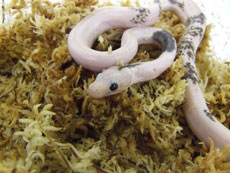 2007 HATCHING RESURT