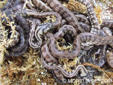 2007 HATCHING RESURT