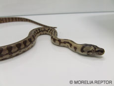 2007 HATCHING RESURT