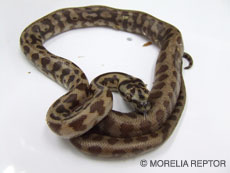 2007 HATCHING RESURT