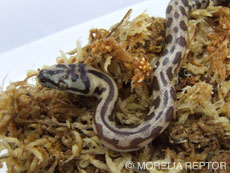 2007 HATCHING RESURT