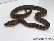 2007 HATCHING RESURT