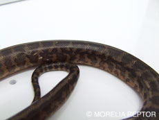 2007 HATCHING RESURT