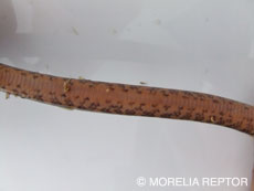 2007 HATCHING RESURT