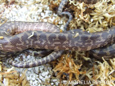 2007 HATCHING RESURT