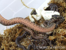 2007 HATCHING RESURT