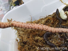 2007 HATCHING RESURT