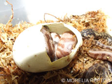 2007 HATCHING RESURT