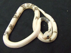 2007 HATCHING RESURT