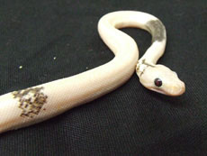 2007 HATCHING RESURT