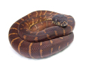 boelen python-3