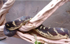 boelen python-6