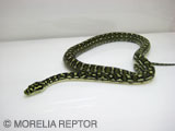 2006 Europian CB Diamond Python
