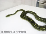 2006 Europian CB Diamond Python