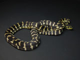 2007 Europian CB Papuan(Irian Jaya) Carpet Python