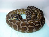 Papuan(Irian Jaya) Carpet Python : XM00IJF01