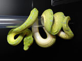 Green Tree Python / Morelia viridis ID:JOM0805VF01