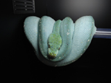Green Tree Python 'Aru'