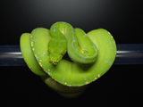 Green Tree Python 'Aru'