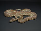 2007European CB Centralian Python