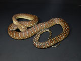 2007European CB Centralian Python