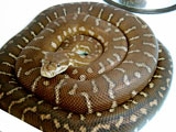 Centralian Python