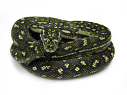 Diamond Python