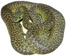 Granite Carpet Python