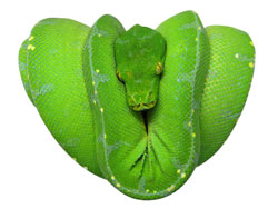 Green Tree Python