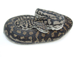 Inland Carpet Python