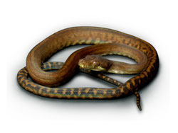 Pure Coastal Carpet Python