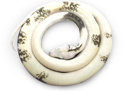 Pure Coastal Carpet Python
