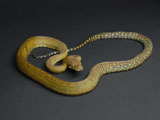 Moluccan Python