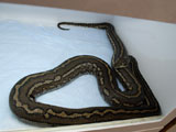 Pure Coastal Carpet Python : XM00COF01