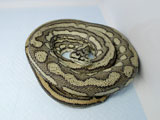 Pure Coastal Carpet Python : XM00COM01