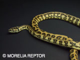 2007 Morelia Reptor CB@Pure Coastal Jaguar Carpet Python