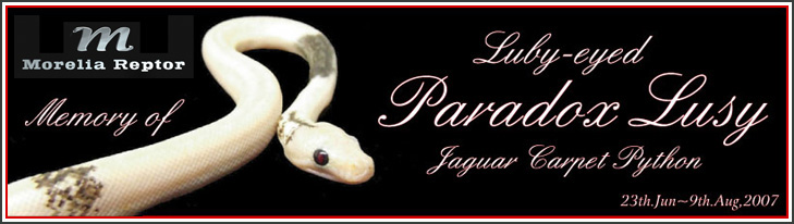 Ruby-eyed Paradox Lucistic Jaguar
