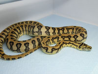 SCISSARS: Pure Coastal Jaguar Carpet Python