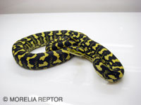 SM0704CHM03: Jungle Carpet Python