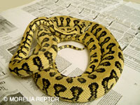 CLOVER : Pure Coastal Jaguar Carpet Python